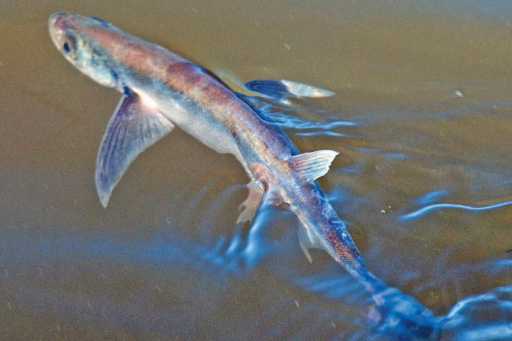 Рыба содержащая ртуть. Календарь клёва щуки на 2022. Таблица питания аквариумных рыбок. Рыбы по знаку зодиака. Таблица питания аквариумных рыбок.