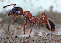 Новый вид муравья Manica ждал ученых в янтаре 37 миллионов лет

