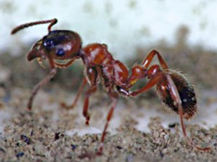 Новый вид муравья Manica ждал ученых в янтаре 37 миллионов лет