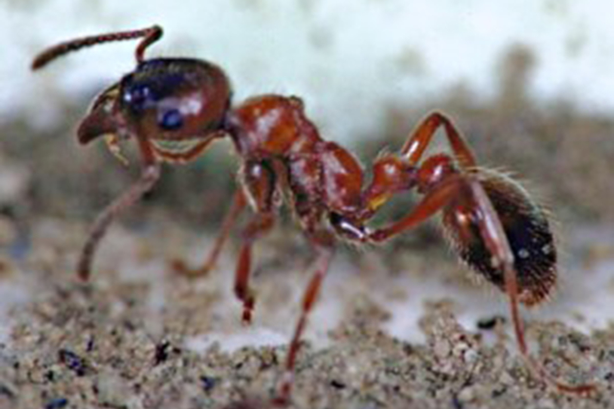The oldest ancestor of Caucasian mountain ants was found in Kaliningrad