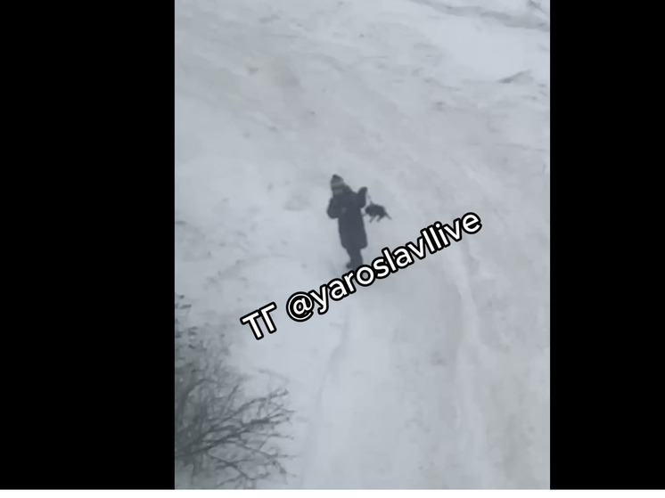 Ярославцев возмутил ребенок, мучивший собаку