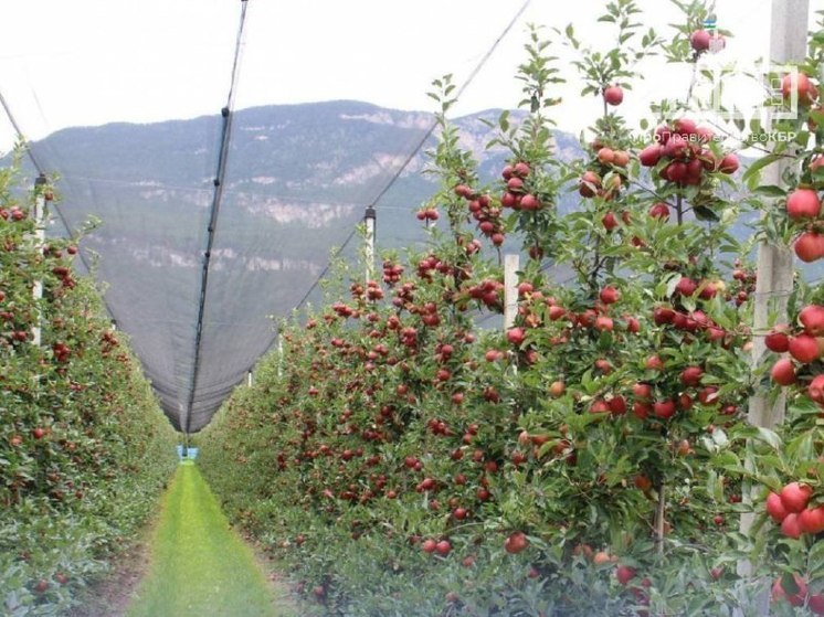 В СКФО сертифицировали первое предприятие по производству органических яблок