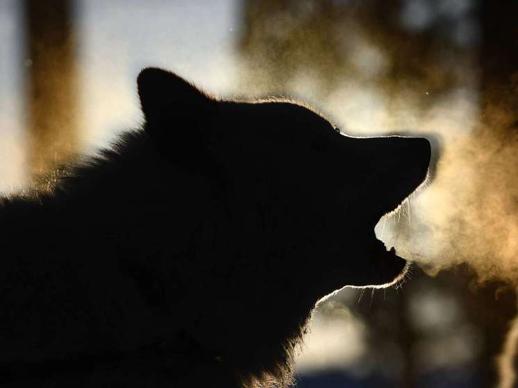На Ямале собак-рецидивистов помещают в приют на пожизненное