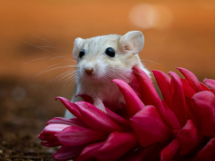Как мышь видит радугу: новая видеосистема показала цветной мир глазами животных