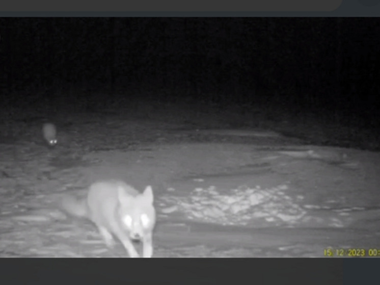 В фотоловушку заповедника попали разборки в калмыцкой степи