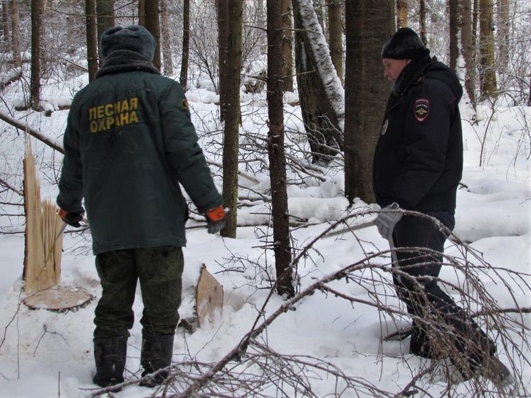 В Подмосковье начались рейды по выявлению незаконной рубки леса