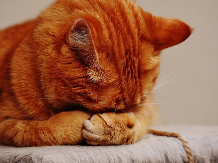 После гибели кота Твикса возбудили уголовное дело о жестоком обращении с животным