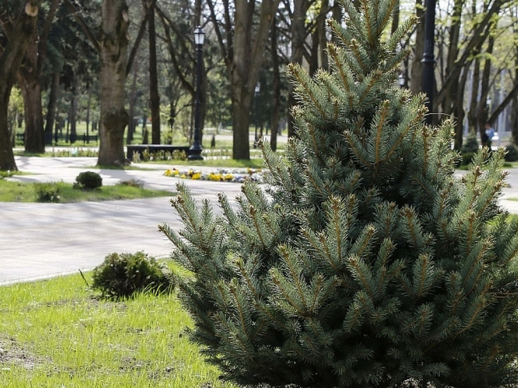 В Краснодаре появятся два новых сквера