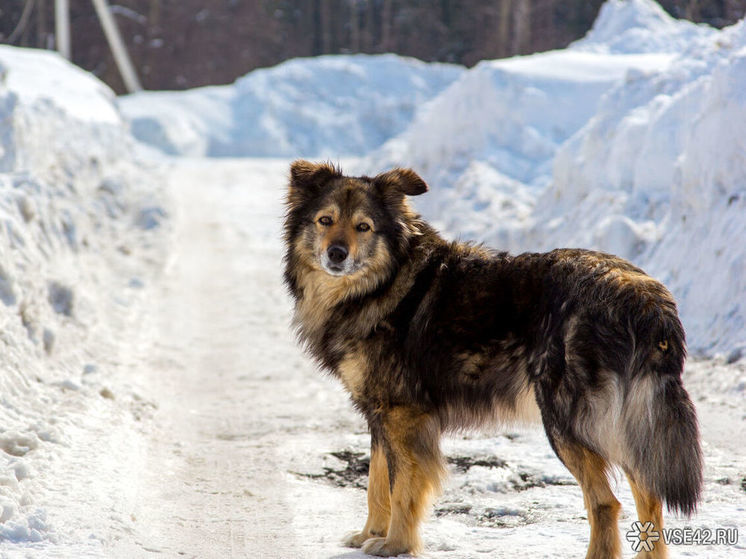 Гигантские стаи собак испортили жизнь жителям кузбасского города
