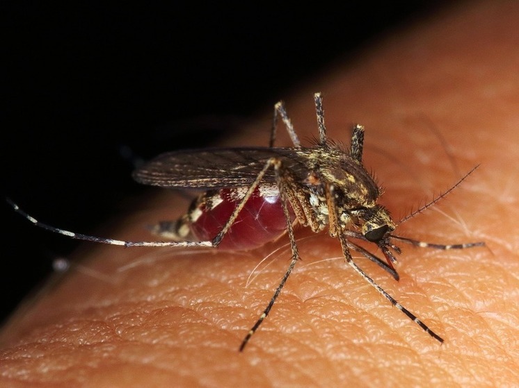 Комары встревожили пациентов больницы в Ступине