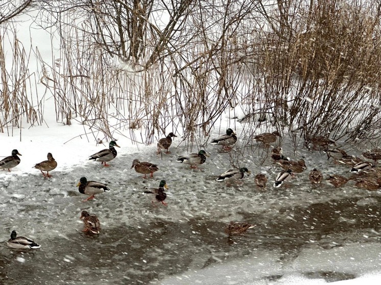 В Губкине посчитали водоплавающих и околоводных птиц