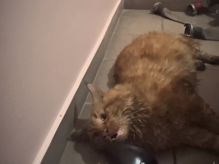 В Сибири пожарные спасли запертого в горящей квартире кота