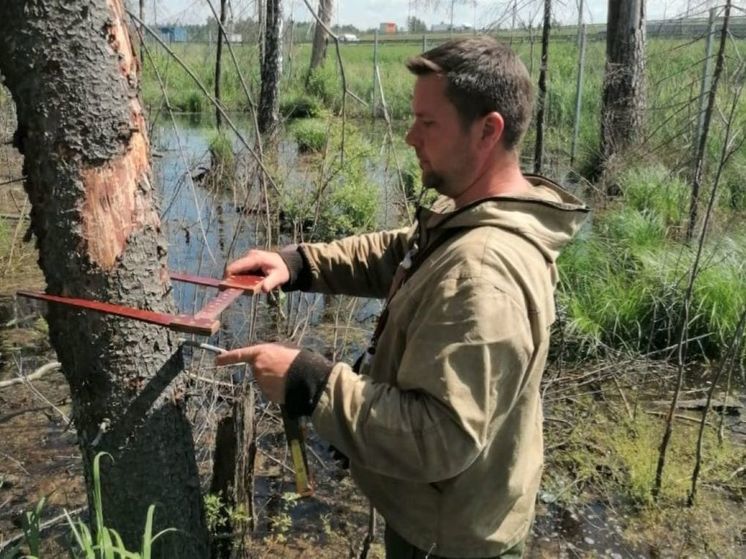 В Подмосковье очистят 22 тысячи гектаров лесных угодий