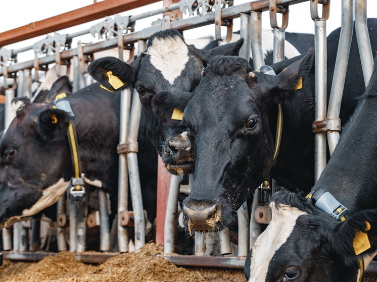 Более 20 тысяч коров прогенотипировано в Тюменской области