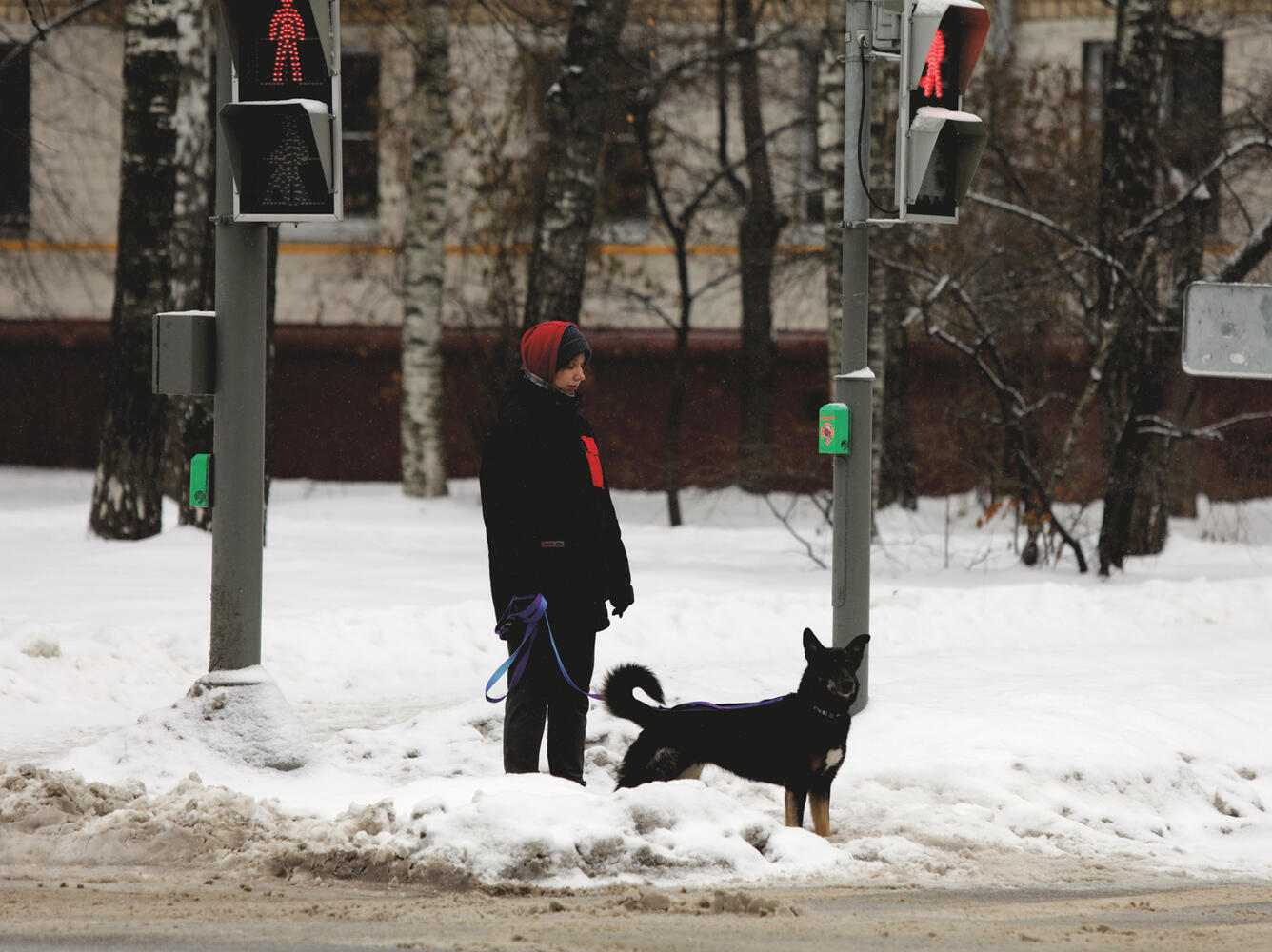 Маска собаки. Собака носить очки болезни. Собака одевает маску. Такса в маске. Собака на роликах в маске.
