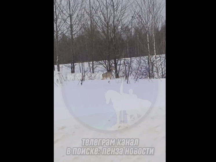 Жители Пензенской области встретили двух косуль на дороге