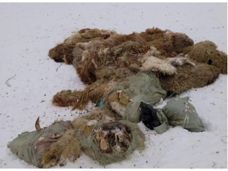 Под Новосибирском продолжают находить останки баранов после трапез мигрантов