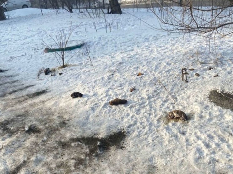Житель Новокузнецка выкинул щенков с пятого этажа