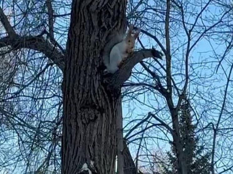 Мэр Уфы рассказал о белках, обитающих в обновленном саду Аксакова