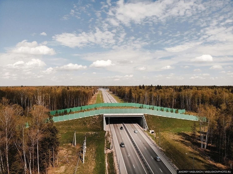 На трассе М-1 Беларусь в Смоленской области построили экодук
