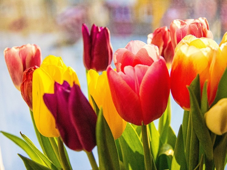 В Туле откроют семь мест продажи цветов к 8 марта