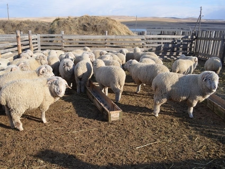 Проект по развитию овцеводства Забайкалья получит еще 50 млн рублей