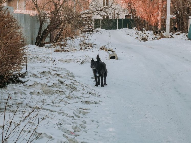 В Комсомольске-на-Амуре рассказали, куда подать заявку на отлов бездомных псов