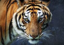 Расчленение амурского тигра в Приморье связали с местью за собак, на которых нападали животные