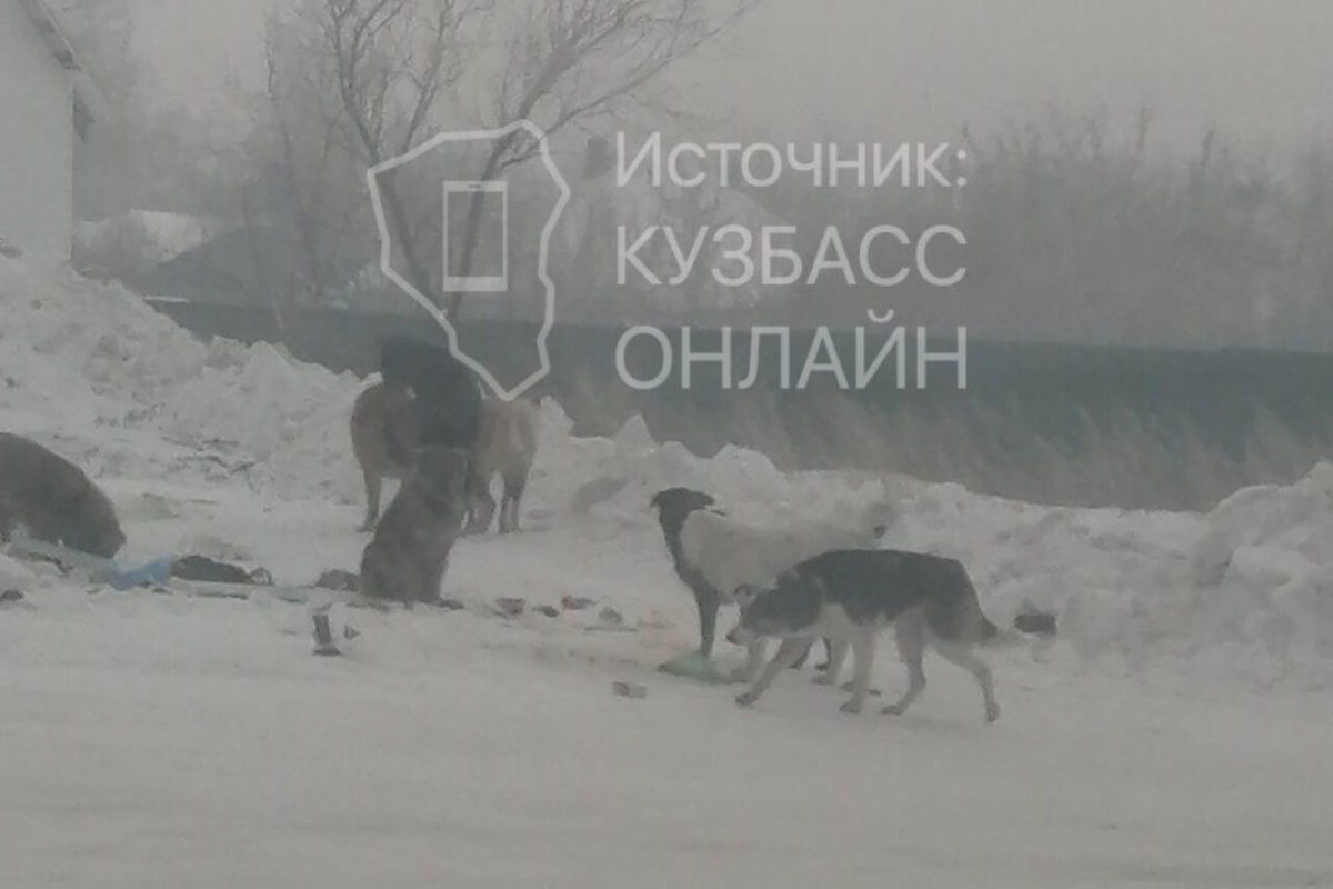 собачья жизнь 2 итан. фильм собачья жизнь 1. собаки и другие люди отзывы. собачья жизнь. деннис куэйд собачья жизнь.