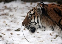Двое неизвестных в Приморье выстрелили 5-летнему амурскому тигру под лопатку из гладкоствольного ружья, после чего добили его ударом по голове