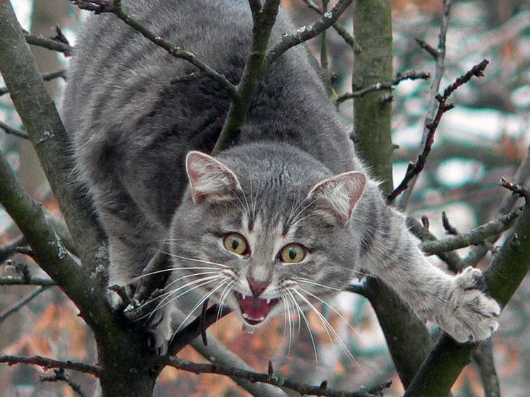 Врачи спасли кошку, которая несколько дней просидела на дереве