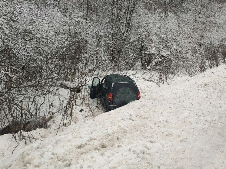 В Тверской области неосторожный водитель оказался в кювете с диким животным