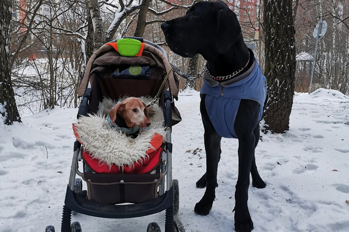 Хозяйка дога, жестоко убитого в московском парке, готовит жалобу в  прокуратуру - МК