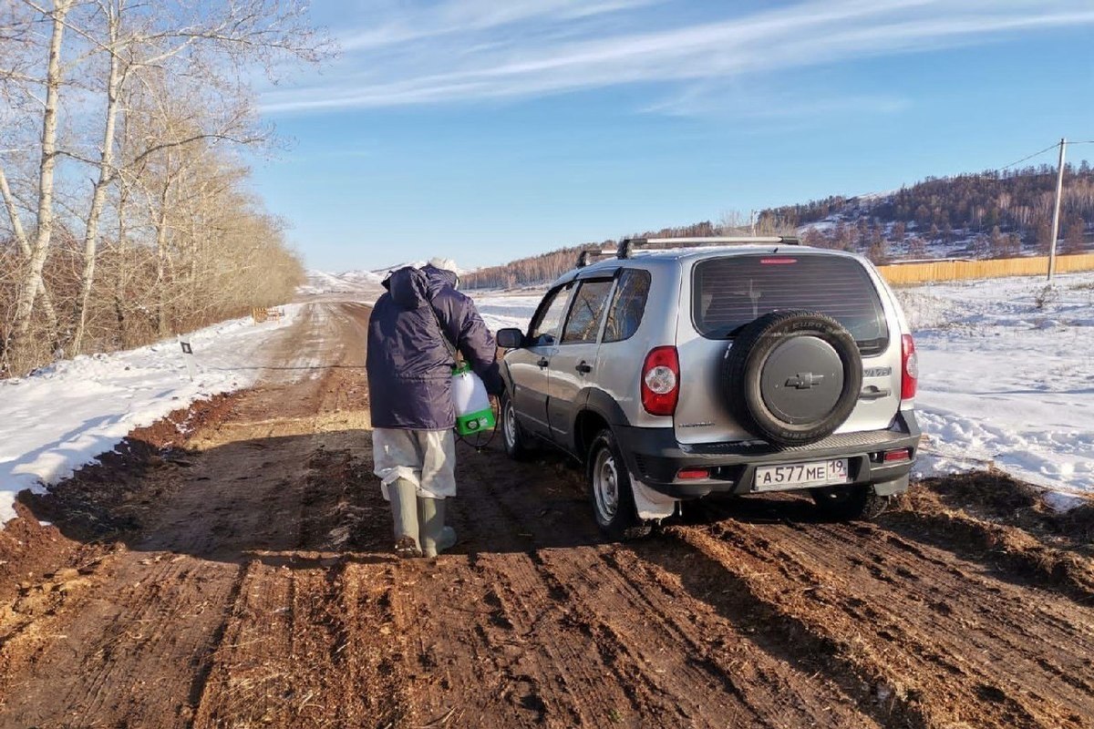 В Аскизском районе Хакасии зафиксировали 28 очагов заболеваний животных -  МК Хакасия