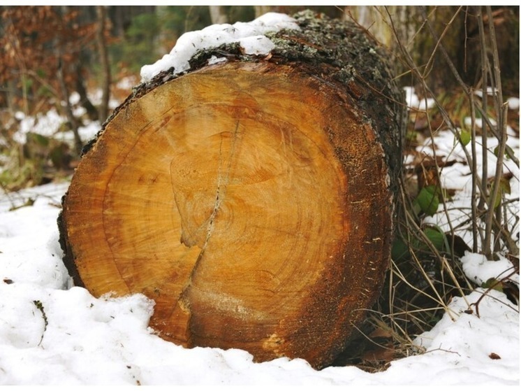 68-летнего омича могут посадить на два года из-за вырубки деревьев