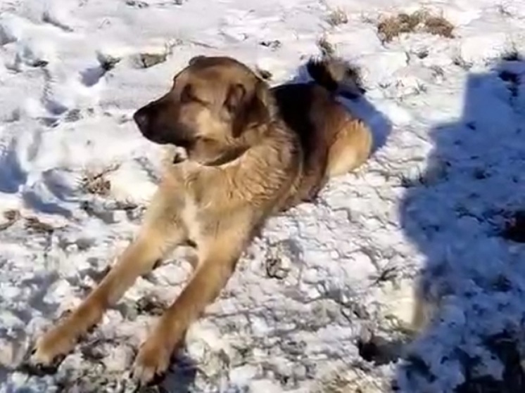 В Кировском округе благодаря соцсетям обрел дом брошенный в поле пес