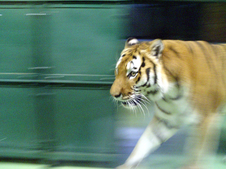 Центр "Тигр": отловленную в Хабаровском крае тигрицу отправят на волю