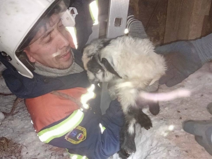 В Марксе в колодце нашли козленка