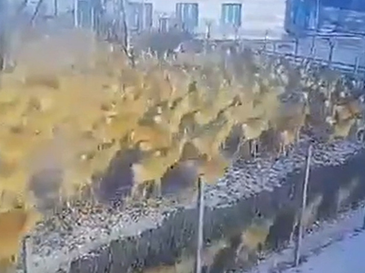Сотни дзеренов прорвались через заборы Забайкальской ГРЭС