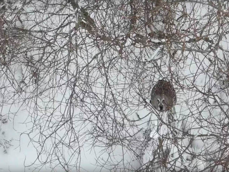 В Нижне-Свирском заповеднике засняли бородатую неясыть в зимнем лесу