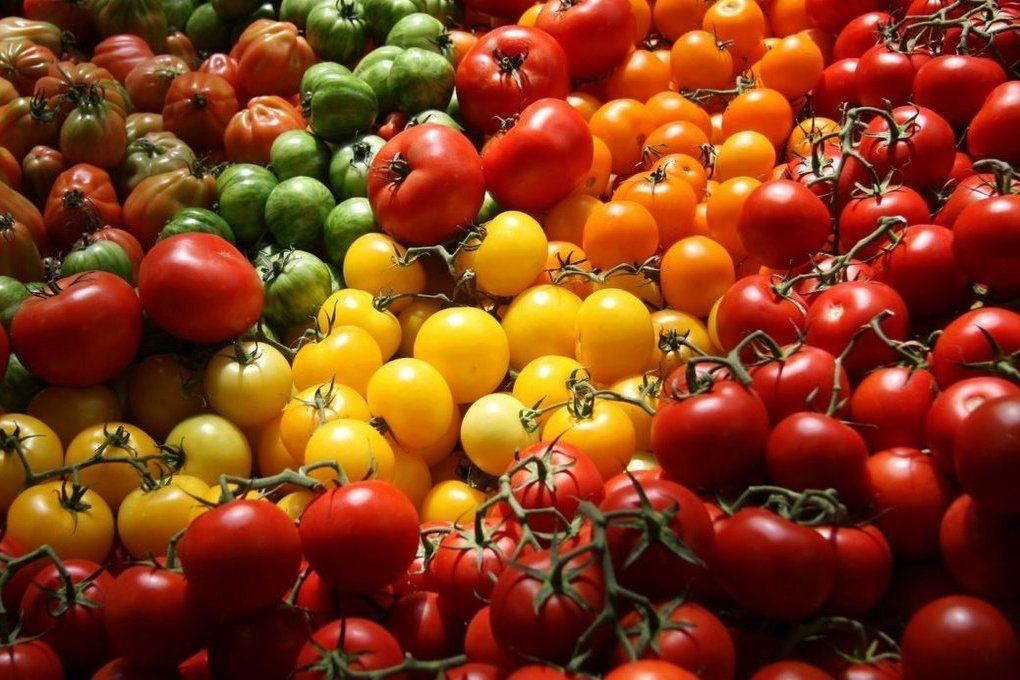 Эксперт назвал несколько правил большого урожая помидор