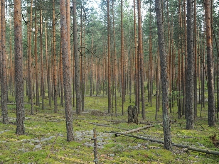Восстановление лесов Донбасса, поврежденных военными действиями, займет минимум двадцать лет
