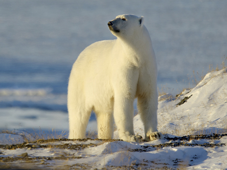 Молодой белый медведь прогулялся по самому восточному селу России