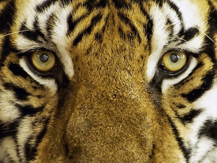 Видео: Упитанный амурский тигр не смог похитить домашнюю собаку в Приморье
