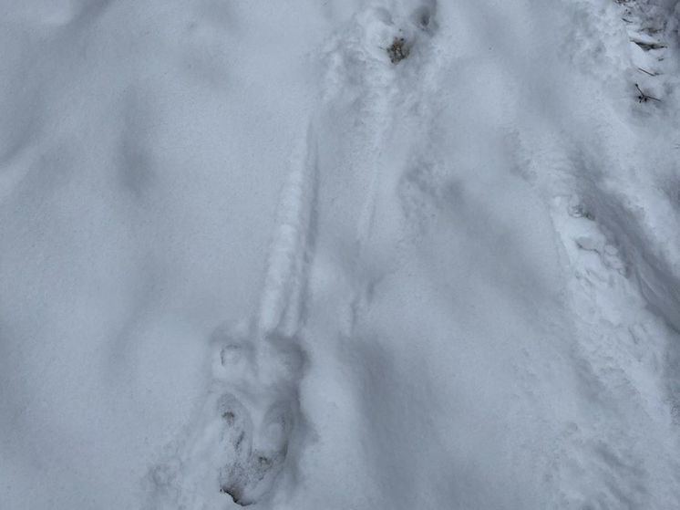 В Подмосковье стартовал ежегодный охотничий учет диких животных