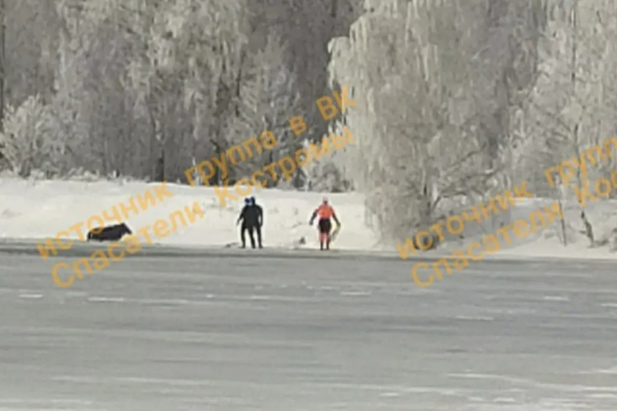 Костромским спасателям пришлось вытаскивать из ледяной воды лосиху
