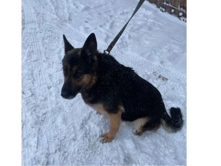 Смоленские кинологи УМВД ищут добрых хозяев для служебной собаки