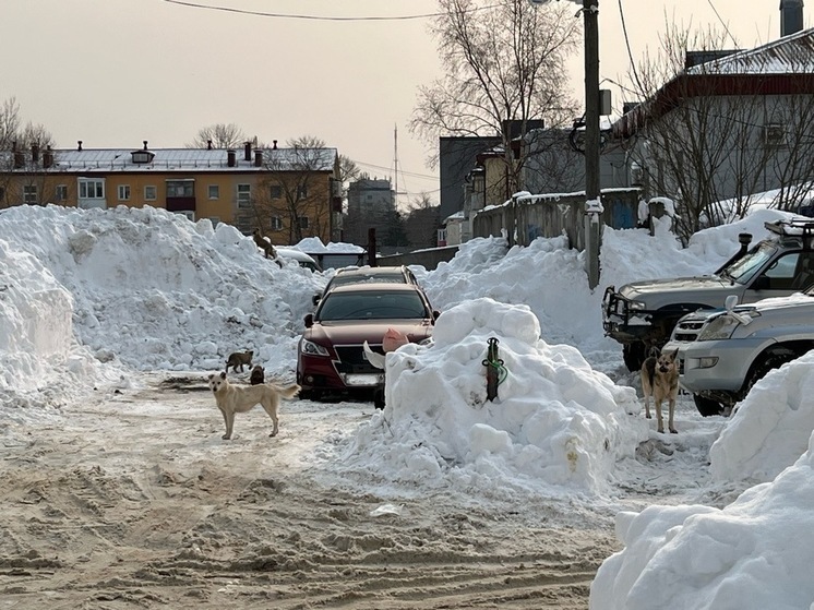 В Южно-Сахалинске стая собак захватила двор на Комсомольской