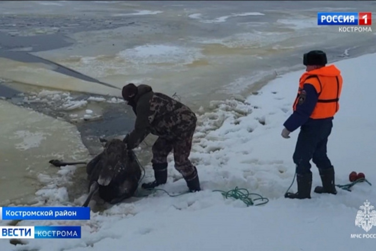 Сотрудники костромского Департамента природных ресурсов вылечат спасенную из воды лосиху