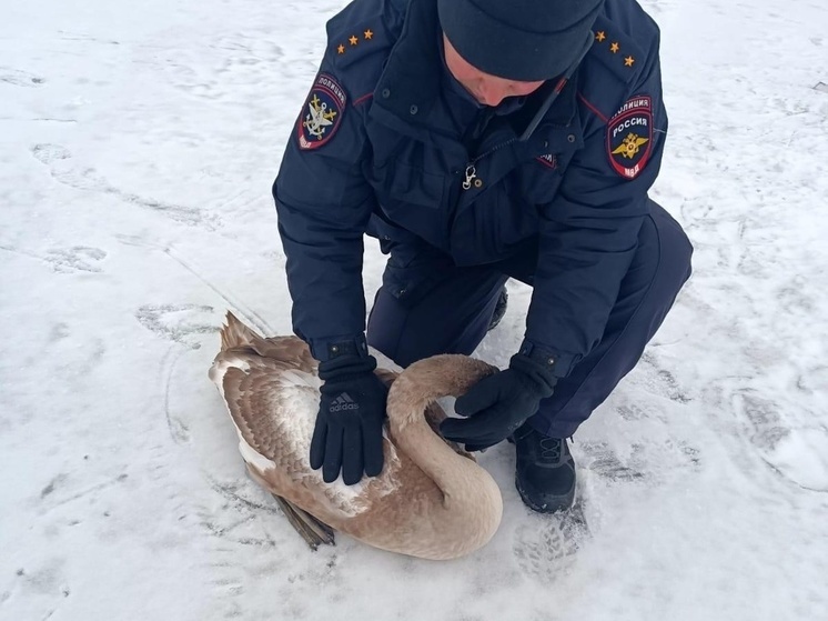 Сотрудники транспортной полиции спасли замерзшего лебедя в Петербурге